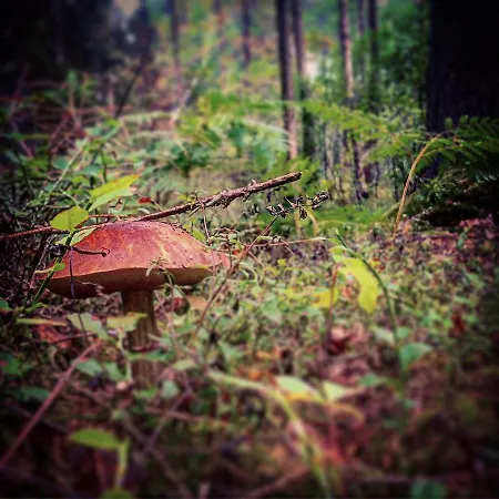 Letnisko Symsar 6, Drewniany Letniskowy Z Ogrodem Lodge *
